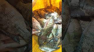 amazing fish video #trding