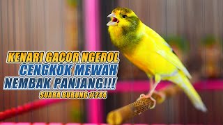 SUARA BURUNG |244| Kenari GACOR PANJANG INI Cocok untuk Masteran KENARI PAUD dan Kenari Macet BUNYI