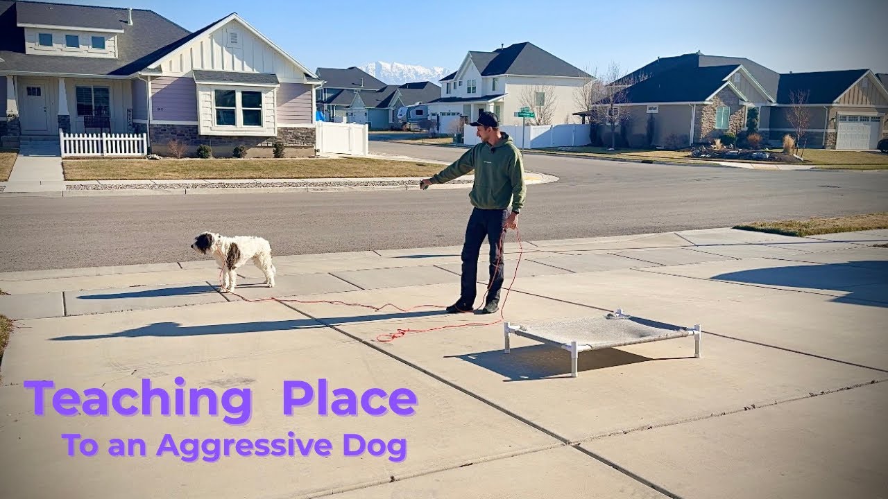 Training an Aggressive Dog to Relax Using “Place” - YouTube