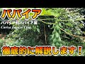 パパイア（パパイヤ）徹底解説！基本的なこと！植物生理学的なこと！栽培，育て方！性別や雌雄の花，果実の形状，種ありorなしの秘密！