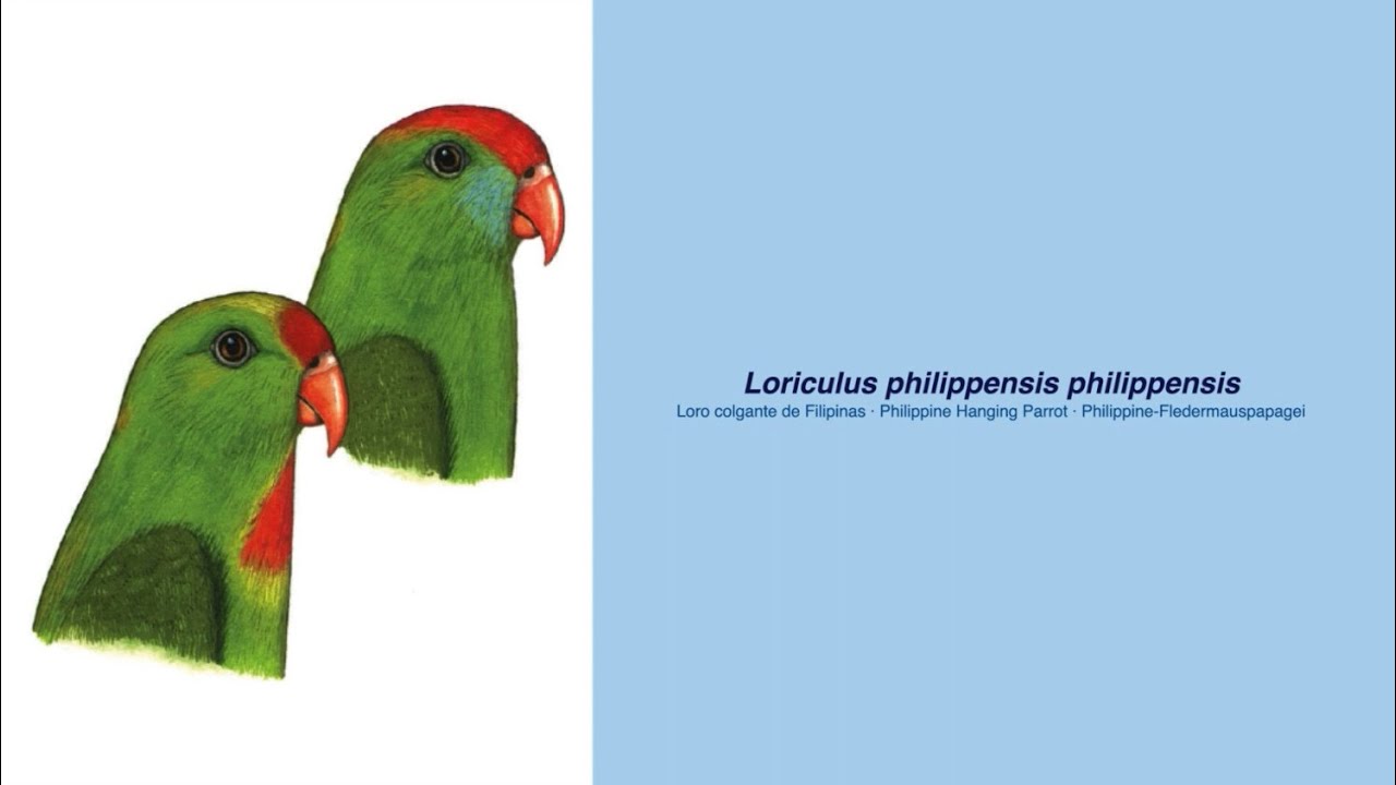 Video Encyclopedia of Parrot Species - 