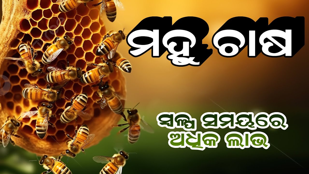 Secrets of Successful Bee Farming | ମହୁ ଚାଷ ସମ୍ପୂର୍ଣ ବିବରଣୀ #beekeeping