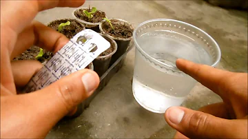 ¿Cómo se mezclan la aspirina y el agua para las plantas?