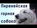 Пиренейская горная собака: главное о породе за 1 минуту