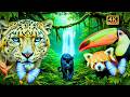 Wild Jungle Life 4K Breathtaking Rainforest Animals & Calm Nature Film