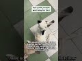 Julie loves to play and run with fellow dogs… but she can’t — not #usa #canada #rescue #london #uk