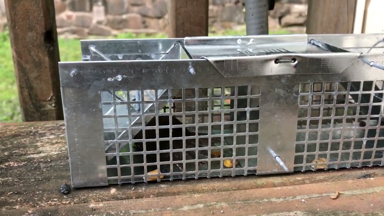 Havahart 1020 Live Animal Two-Door Mouse Cage Trap