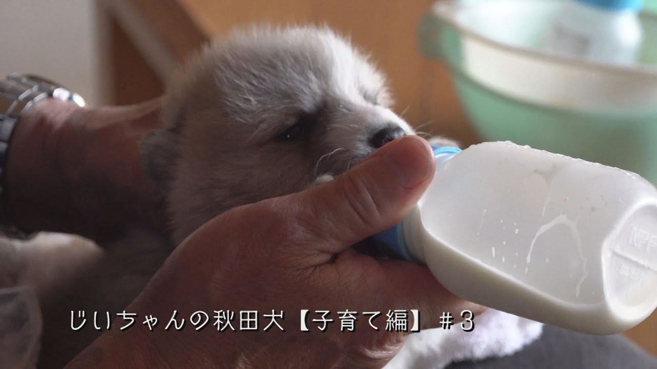 じいちゃんの秋田犬【子育て編】＃3　確かな成長を感じる日々