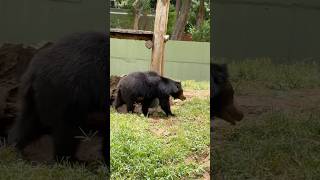 Even in the zoo, the wild lives on 🐻 #bear #bears #shorts #shortsvideo #viralshorts #zoo