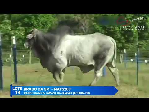 LOTE 14   BRADO DA SM