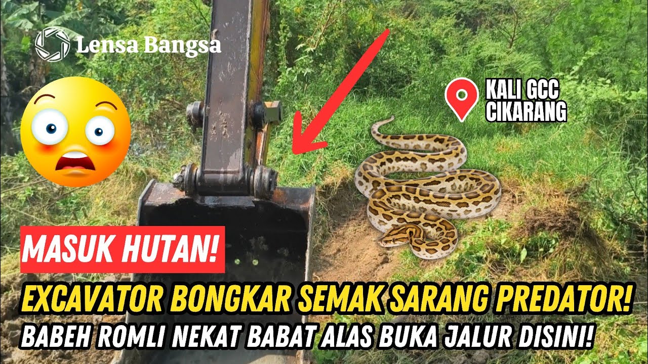 NEKAT❗EXCAVATOR BABEH ROMLI MASUK HUTAN SARANG PREDATOR❗BABAT ALAS DI KALI HITAM GCC CIKARANG❗#kdm