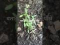 बीजों की बुताई शुरू # तो बताओ किसके पौधे हैं ये ☺ #####nature #####