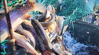 Rainbow Falls Mountain Trout 2025-June Stocking Day