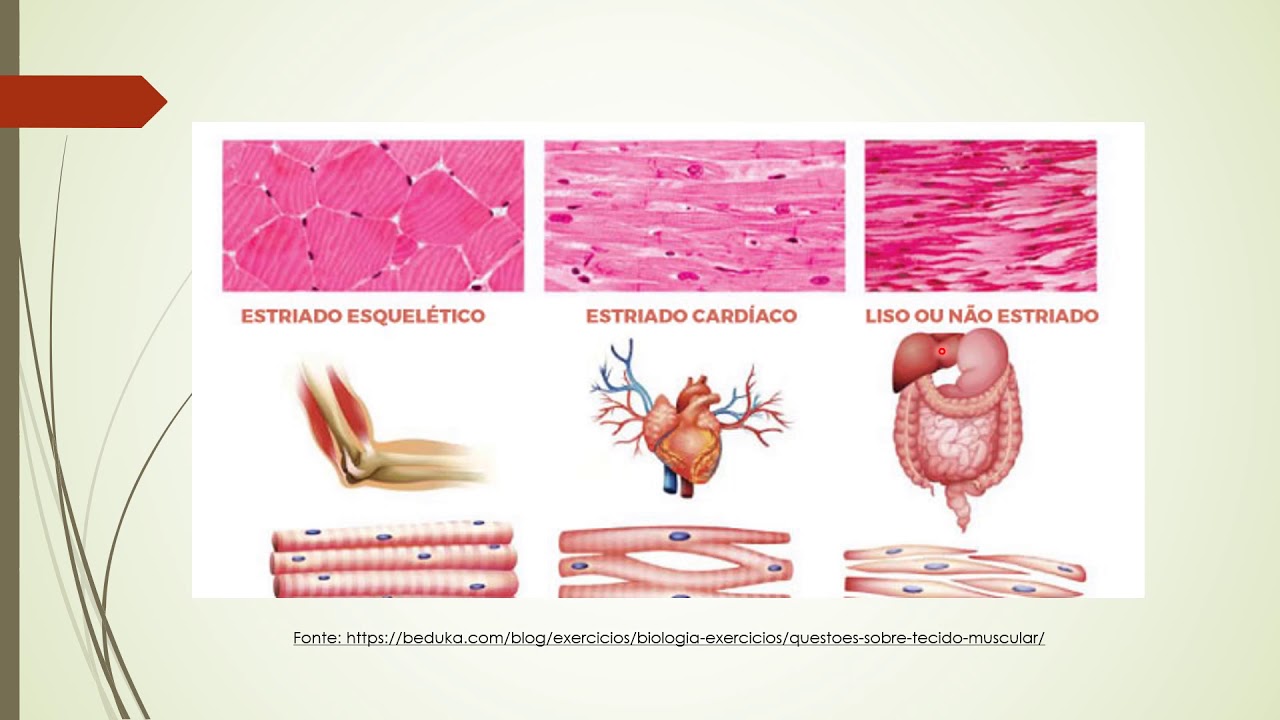 As Celulas Do Tecido Muscular Sao Ricas Em Proteinas
