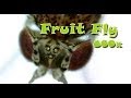 Fruit fly. Max Zooming by Microscope. Жизнь Дроздофила под микроскопом.