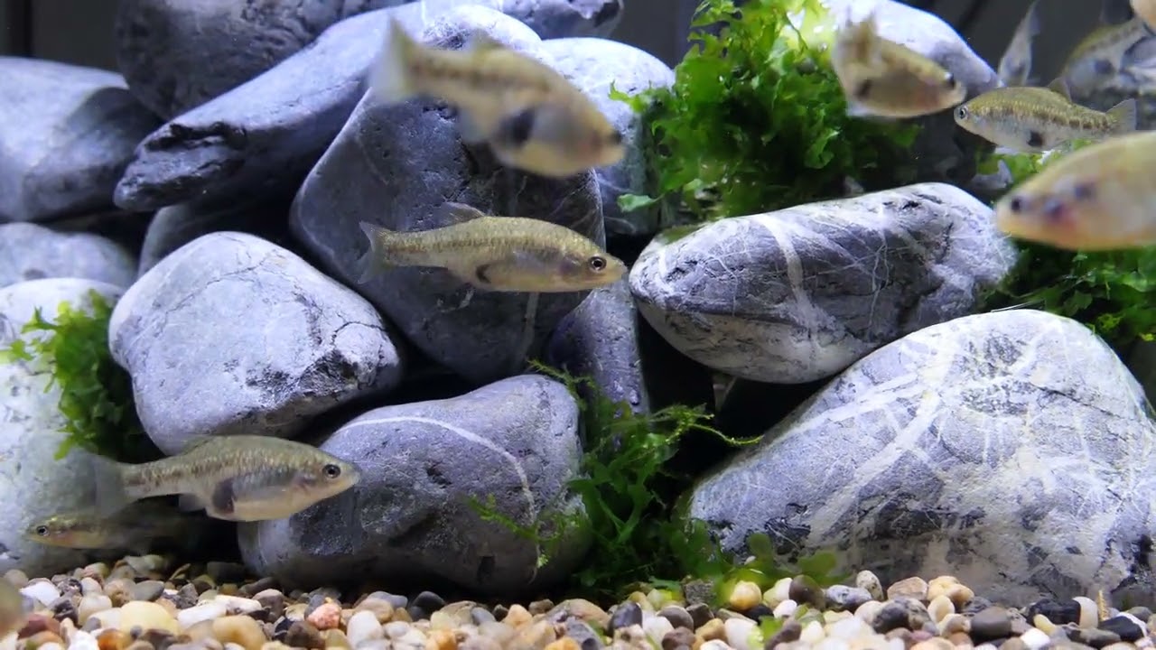 Goodeids: Xenotoca doadrioi 'San Marcos' colony