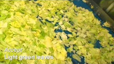 BEST Genius optical sorter   iceburg