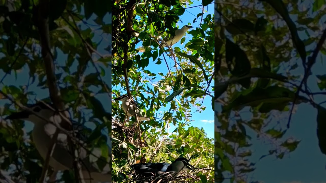 Wild birds that live in trees in the forest 