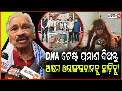 ଇଣ୍ଡୋନେସିଆ ଵାଲା DNA ଟେଷ୍ଟ ପ୍ରମାଣ ଦିଅନ୍ତୁ,ଆମେ ଓରାଙ୍ଗଉଟାନକୁ ଛାଡ଼ିବୁ!Baby orangutan returns to Indonesia