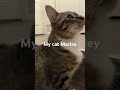 #cat #kitty #lovecats Marley the cat