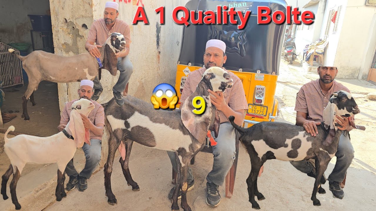 Hyderabadi A 1Breedline Goats Top Quality Collection Available in hyderabad 