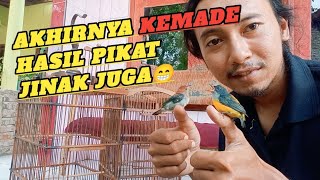 Kemade hasil pikatan giras jadi jinak@lungombolang2965