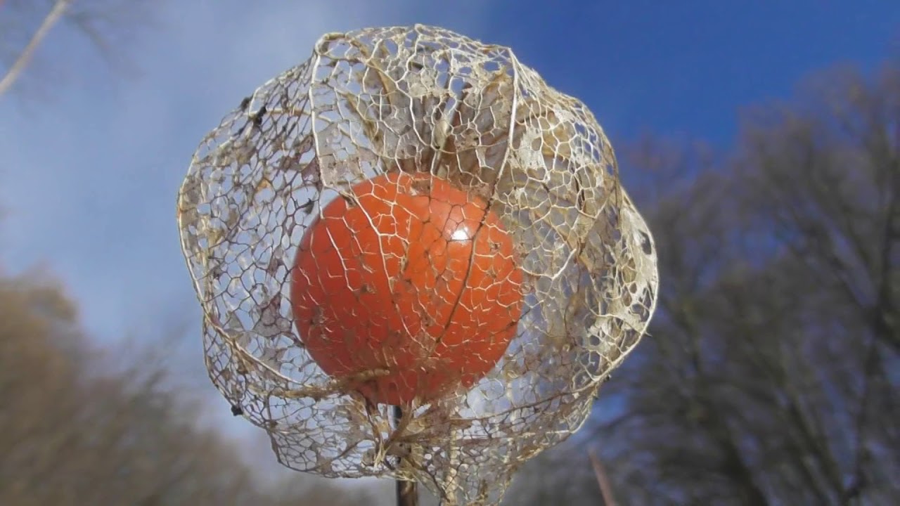The winter cherry or when the  power of harmony and  empathy will be established Physalis alkekengi