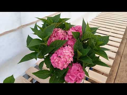 Гортензии крупнолистные :