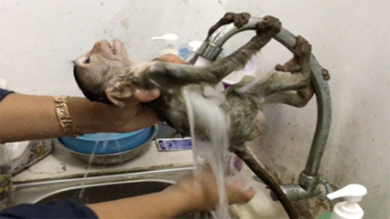 Poor baby monkey Alex Take A bath and sleep well