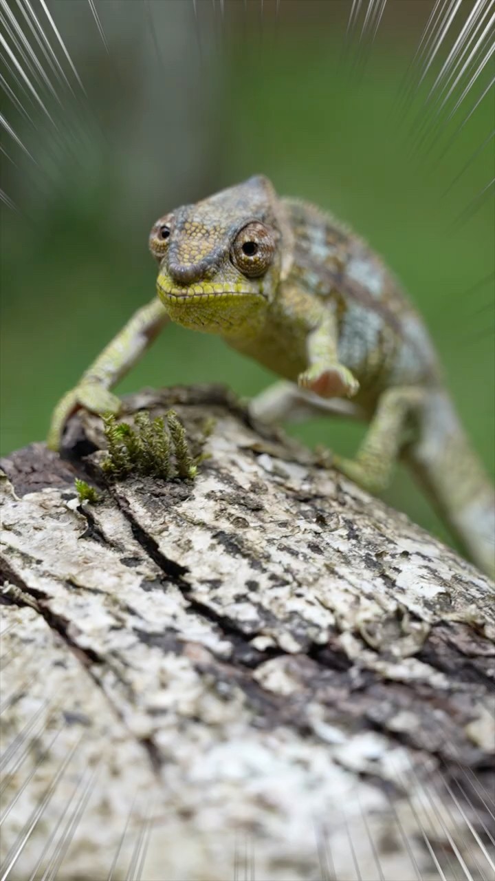 You can't see this in Japan! An extremely rare chameleon