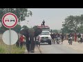 Elefante Invade Malanje Angola