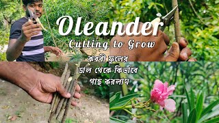 How to Grow Oleander plant from cutting | How to Grow Oleander plant | #|fulkutir | #short #reels