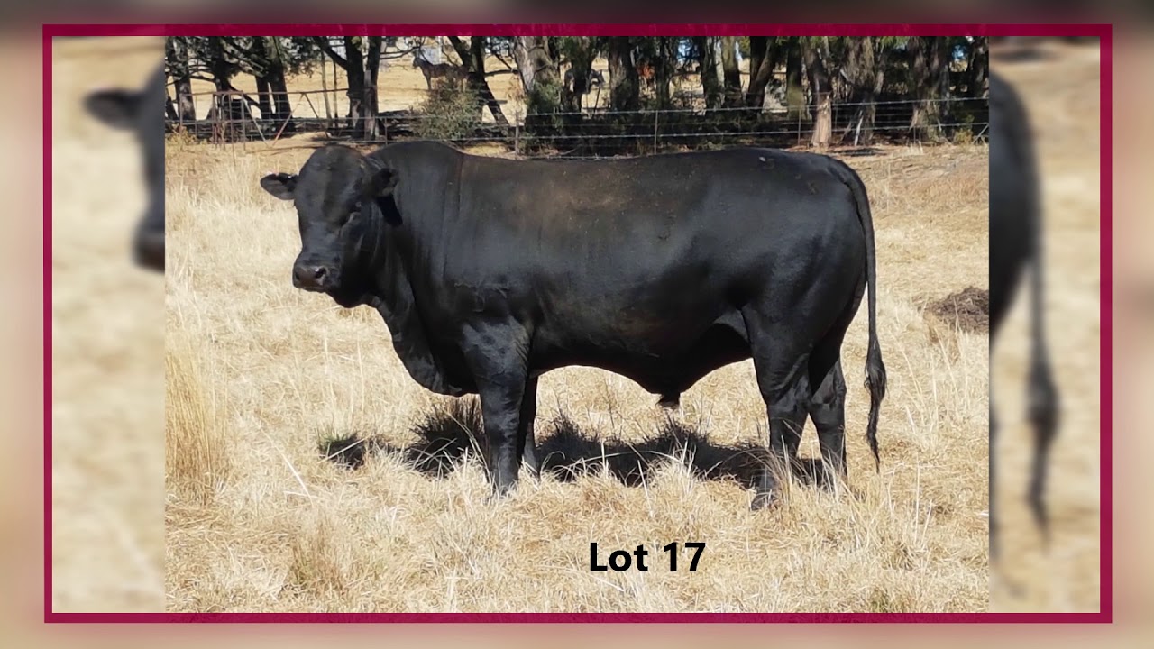 Suidelike Hoëveld Drakensberger Klubveiling Slideshow HD