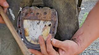 Poor Horse Has A Terrible Wire Cut Resetting Bar Shoe To Protect The Hoof While It Heals - Part 3