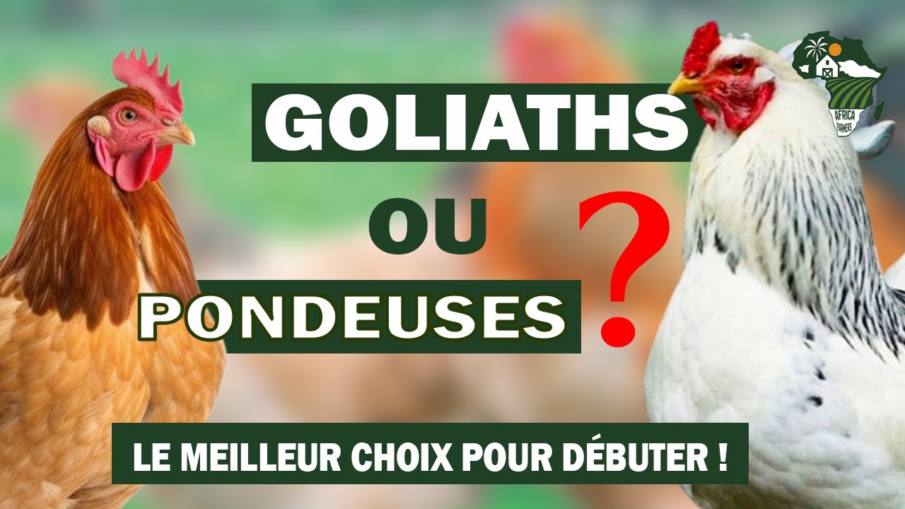 Poules Goliaths vs Poules Pondeuses : quel choix pour bien démarrer votre élevage ?