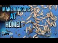 How to make Maggots at Home | TAFishing