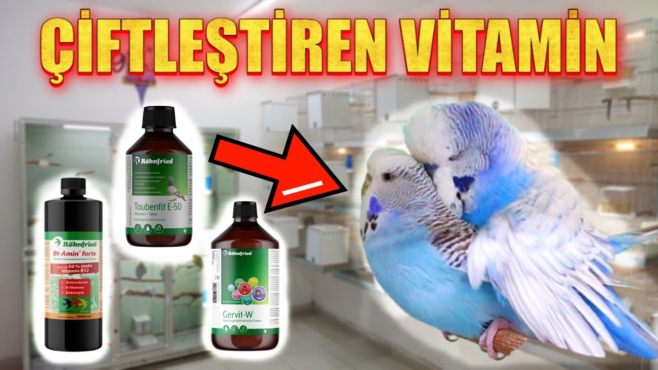 MUHABBET KUŞU KIZIŞTIRICI SET EN İYİSİ !!