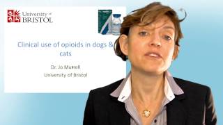 Veterinary video: Clinical use of opioids in dogs & cats by Dr Jo Murrell
