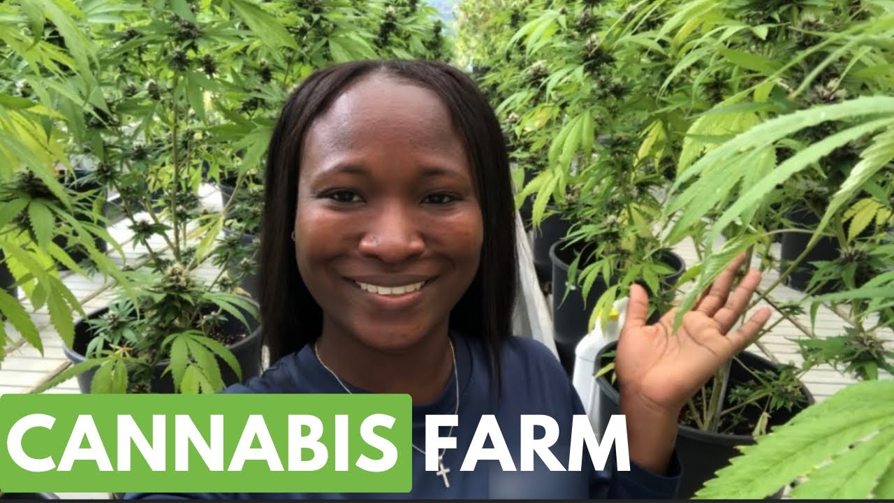 How to Start a Cannabis Business in Jamaica 🇯🇲