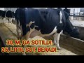 SOĢIN SIGIRLAR SOTILADI.998993042948🐄🐃🐃👍