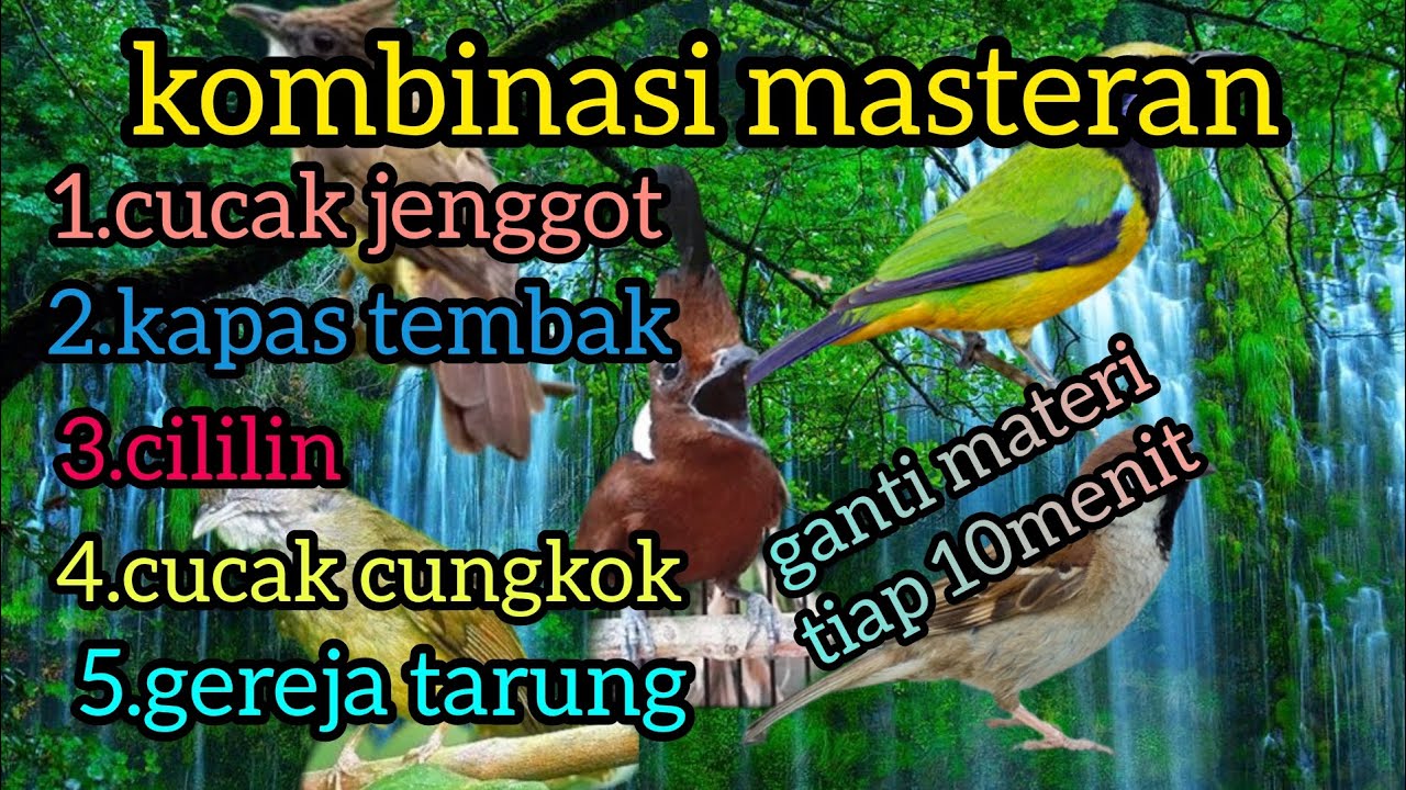 masteran kombinasi ❗(cucak jenggot, kapas tembak, cililin, cucak cungkok, gereja tarung)