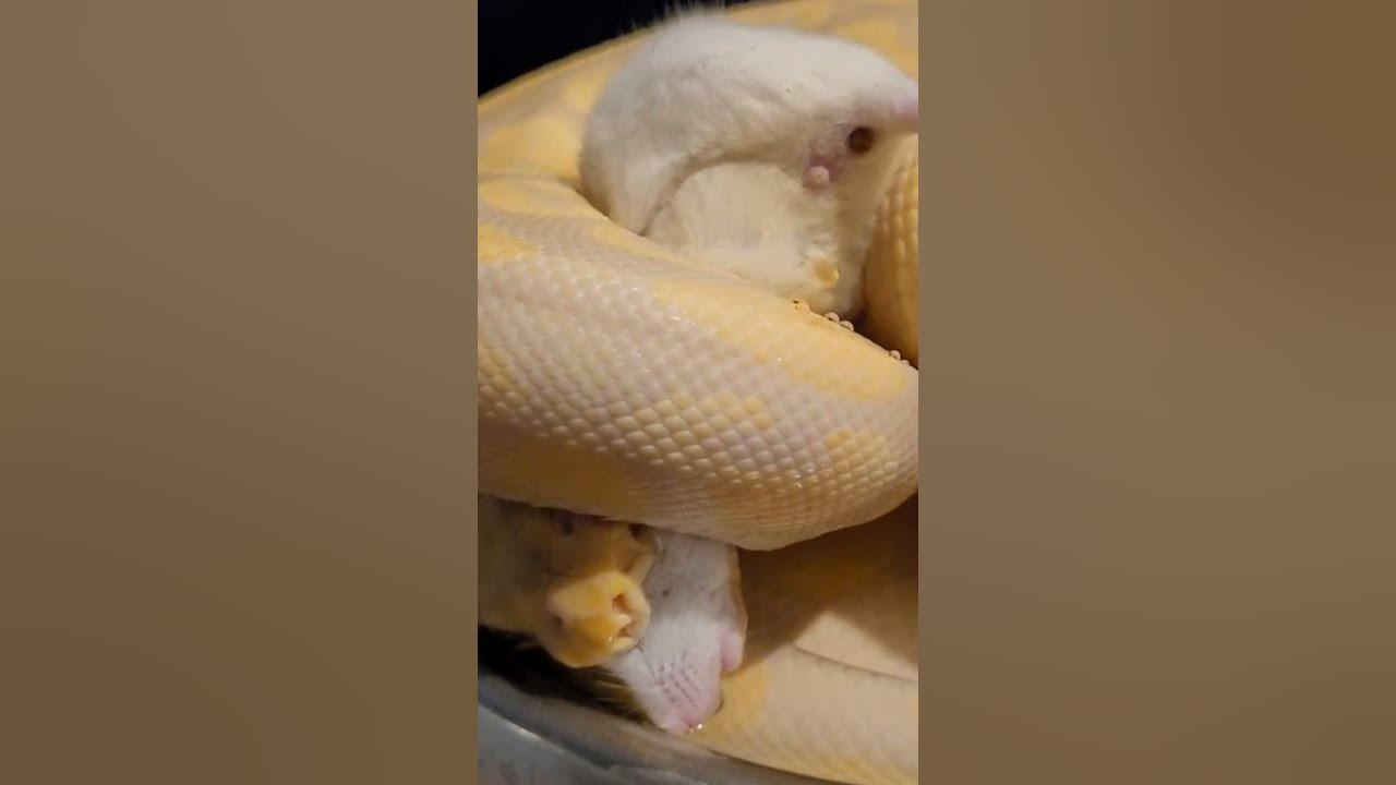 Python Squeezes The Piss Out Of Mouse / Warning Live Feeding - YouTube