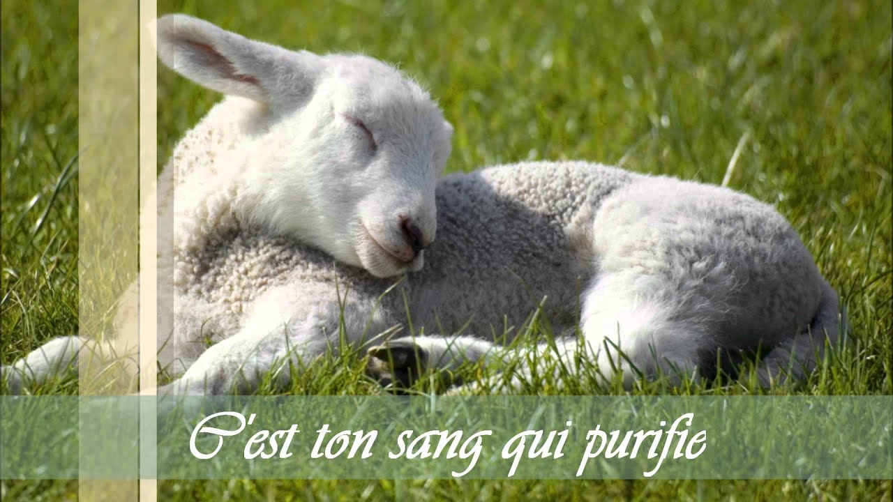 c est ton sang qui purifie chant chretien youtube chant chretien chretien chant
