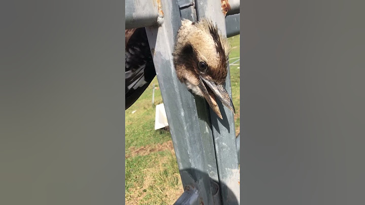Woman Rescues Kookaburra Bird with Head Stuck in Fence