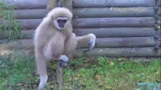 Gibbon vs Rat