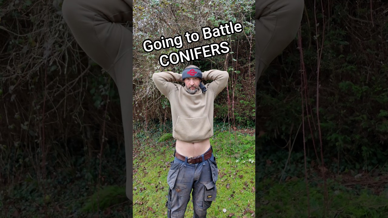 Борьба с хвойными деревьями 