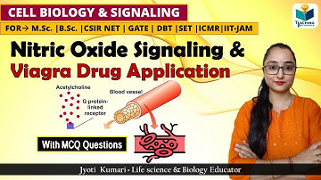 Nitric Oxide GPCR Signaling || Application of Viagra Drug || Cell signaling ||CSIR NET 2024