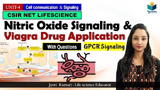 Nitric Oxide GPCR Signaling || Application of Viagra Drug || Cell signaling ||CSIR NET 2024