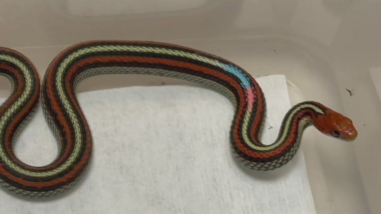 Endangered San Francisco garter snake making a comeback