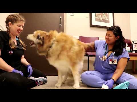 Videó: Az új kutatás célja, hogy meghosszabbítsa a kutya életét